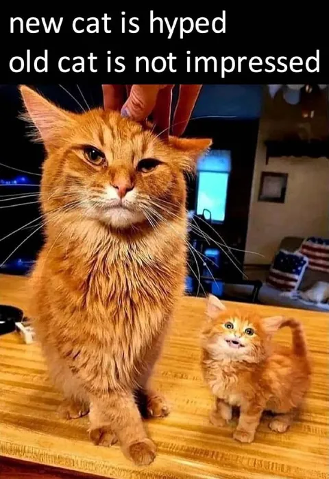 New Cat Is Hyped