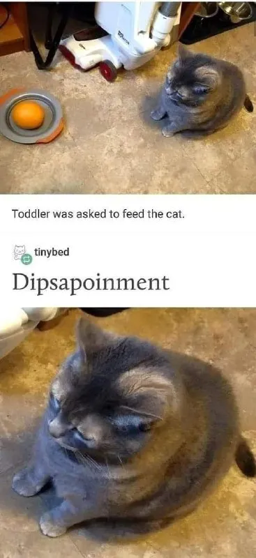 Toddler Feeds the Cat
