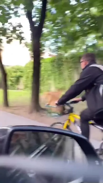 Капибара на велосипеде