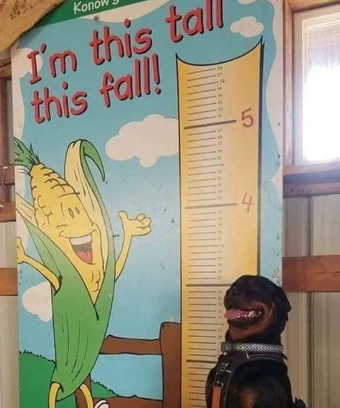 Corn Says I'm This Tall