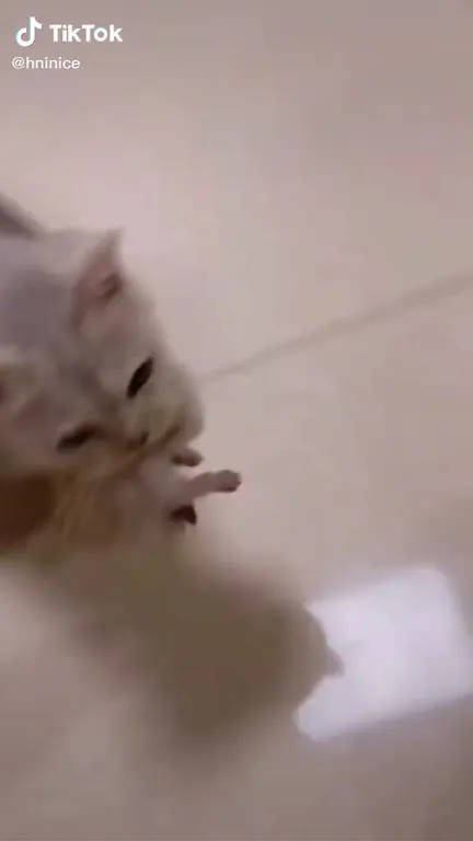 Cat Finds Only Onions