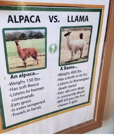 Alpaca vs. Llama Comparison