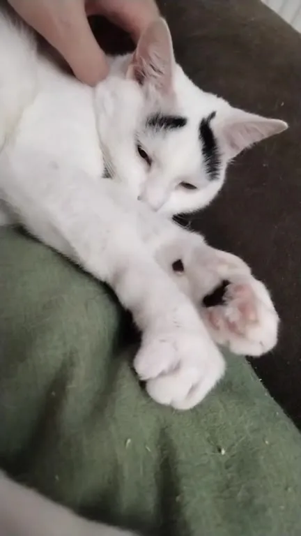 Кот машет лапками