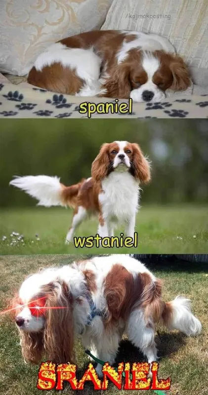 Spaniel Wstaniel Sraniel Escalation