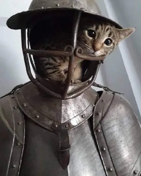 Кот в рыцарском шлеме