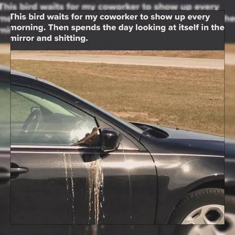 Bird Poops on Coworker's Car