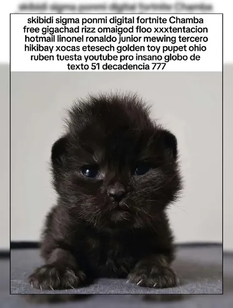 Gatito negro con aura sigma