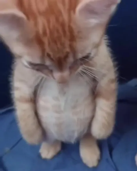 Котёнок задумчиво складывает лапки