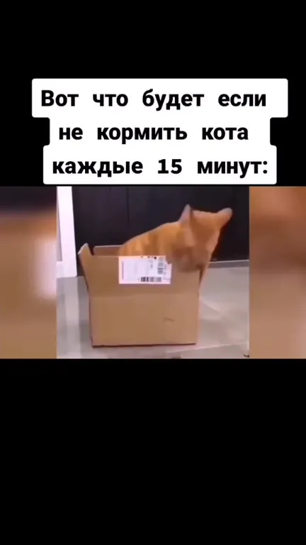 Голодный кот выбирается из коробки