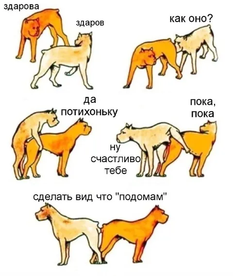 Коты делают вид, что не знакомы