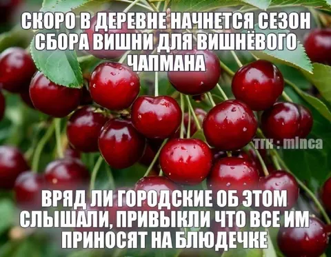 Городские не знают про вишню