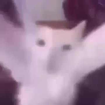 Pogo Cat Adventure