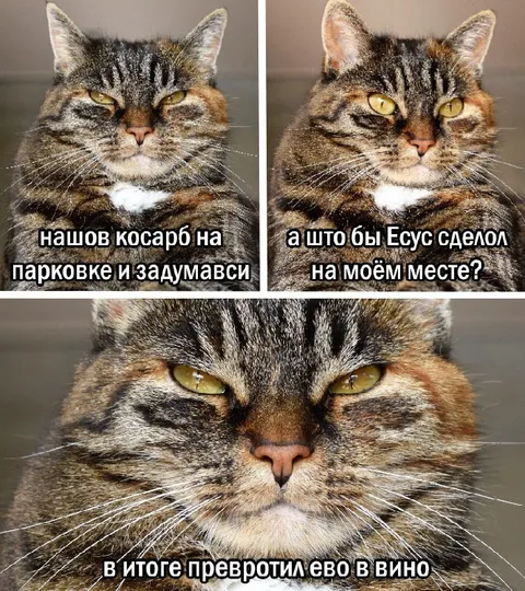 Кот нашёл косарь на парковке