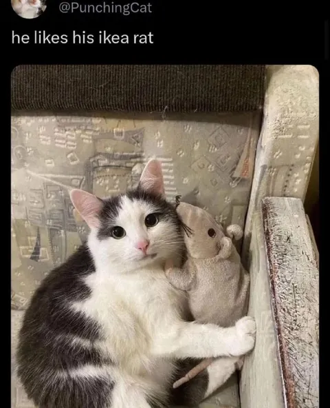 Cat Likes His IKEA Rat