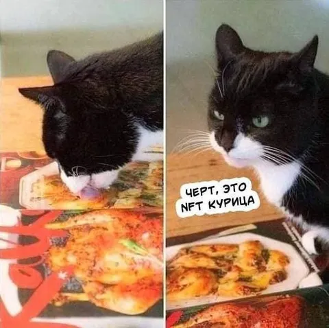 Кот обнаружил NFT-курицу