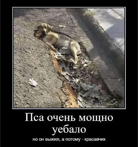 Пса очень мощно уебало