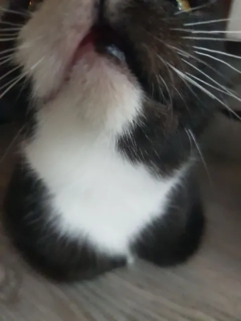 Крупный план удивлённого кота