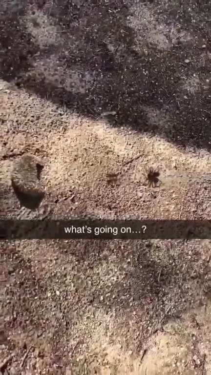 What’s Going On With These Bugs
