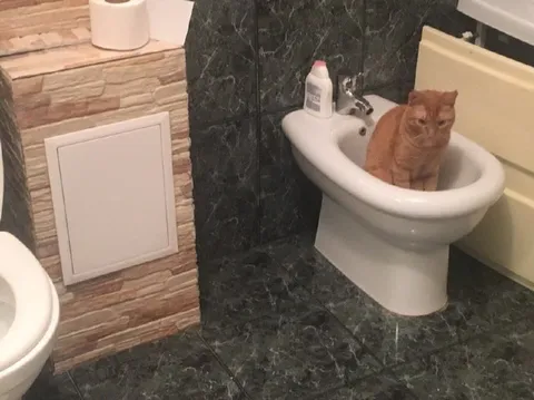 Кот в унитазе