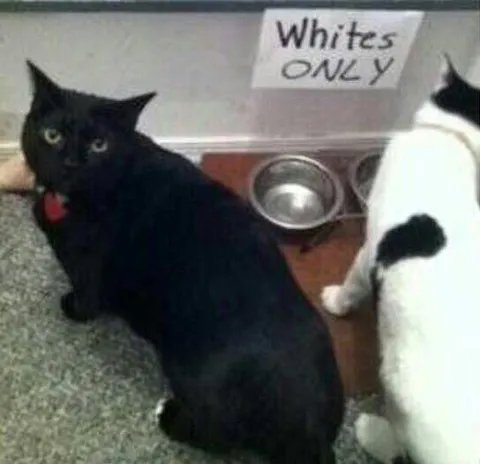 Whites Only Cat Bowl
