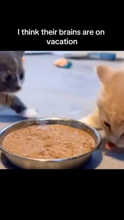 Kittens Eat Around the Bowl