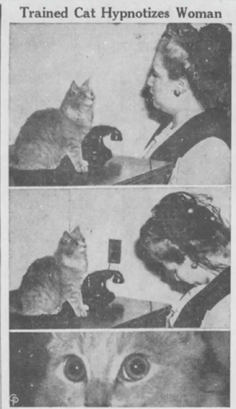 Trained Cat Hypnotizes Woman