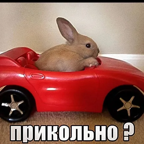 Кролик в красной машинке