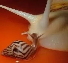 Улитка в молочной луже