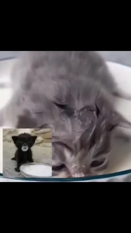 Кошачий клип под музыку