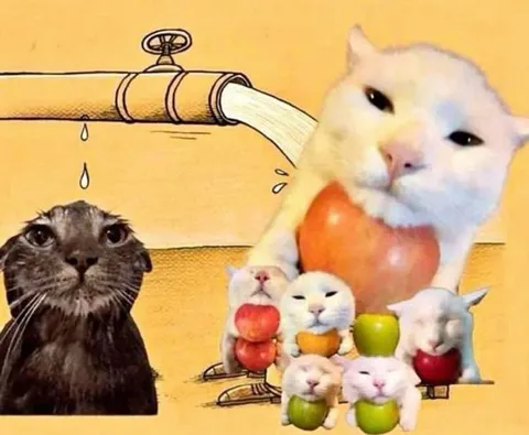 Коты под краном с фруктами