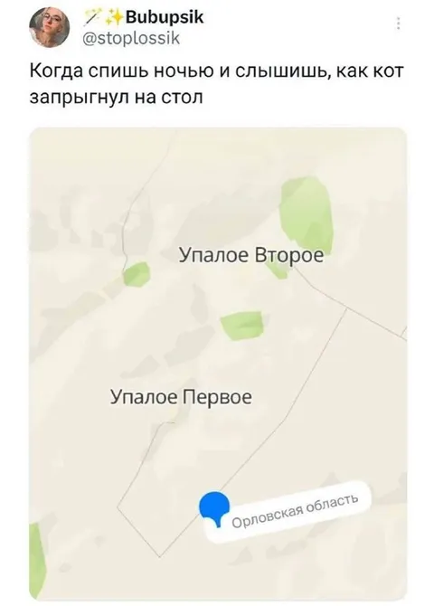 Кот запрыгнул на стол ночью