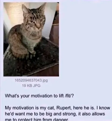 Cat Motivation to Lift