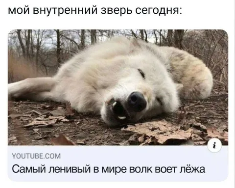 Самый ленивый волк воет лёжа