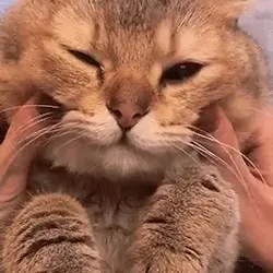Кот подмигивает в камеру