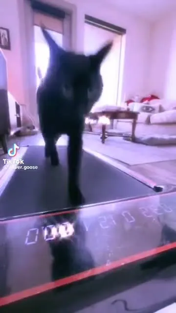 Кот идёт по беговой дорожке