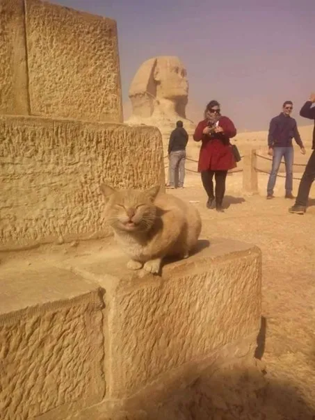 Кот перед Сфинксом
