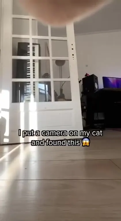 My Cat Is a Music Producer