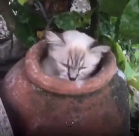 Кот принимает завет