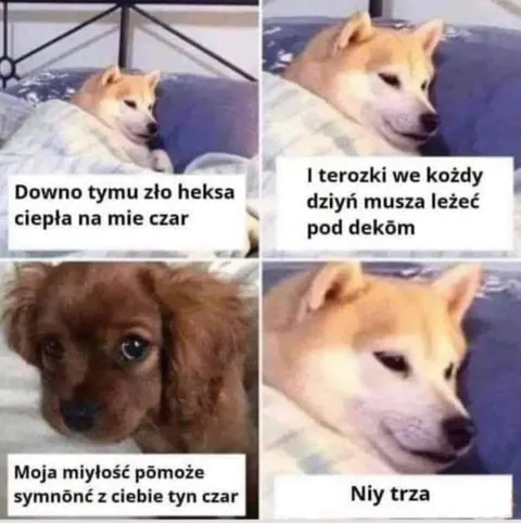 Pies pod dekiem każdego dnia