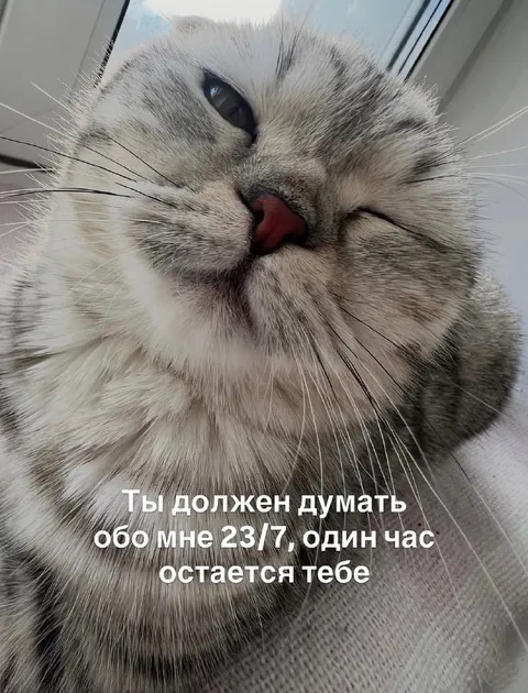Кот требует думать о нём