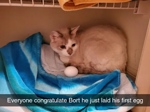 Bort's First Egg