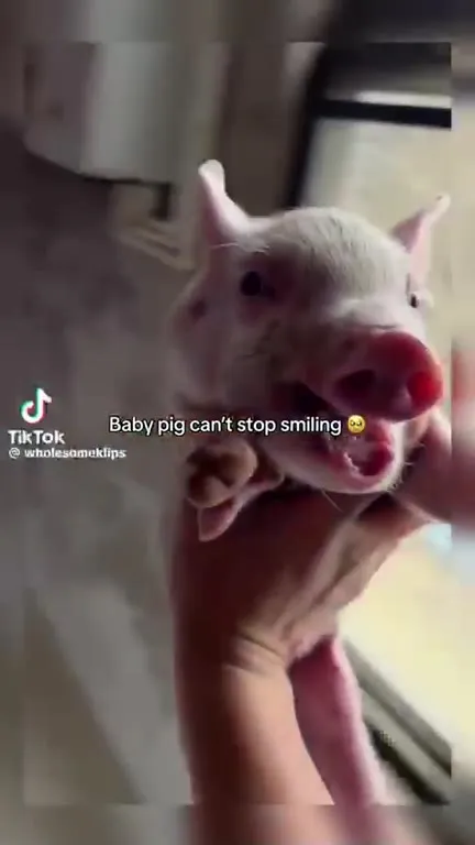 Baby Pig Can't Stop Smiling