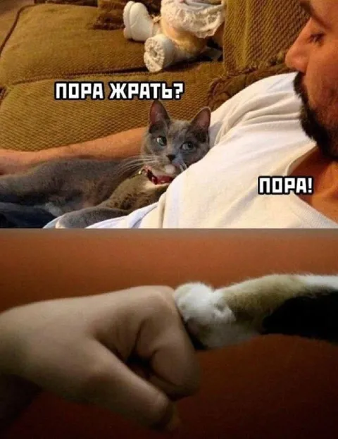 Пора жрать с котом