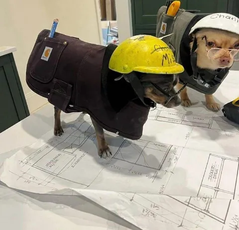 Dogs Working on Construction Plans