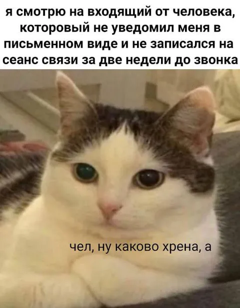Кот смотрит на входящий звонок