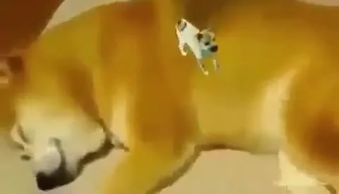 Безумный танец животных