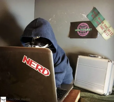 Hooded Cat Nerd at Laptop
