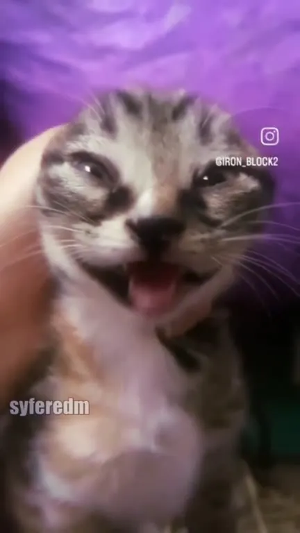 Котёнок под драм-н-бейс