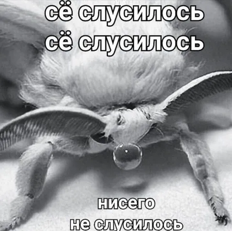 Всё случилось, но ничего