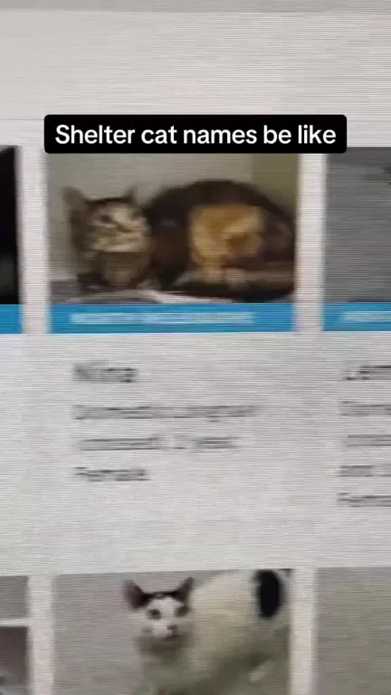 Shelter Cat Names Be Like